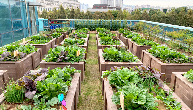 상자텃밭 사진