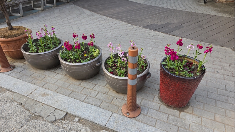 산곡노인문화센터 봄맞이 초화식재 작업의 3번째 이미지